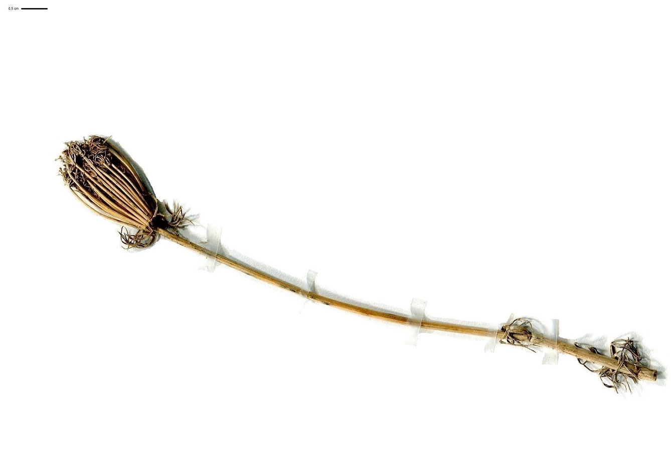 Visnaga daucoides (Apiaceae)